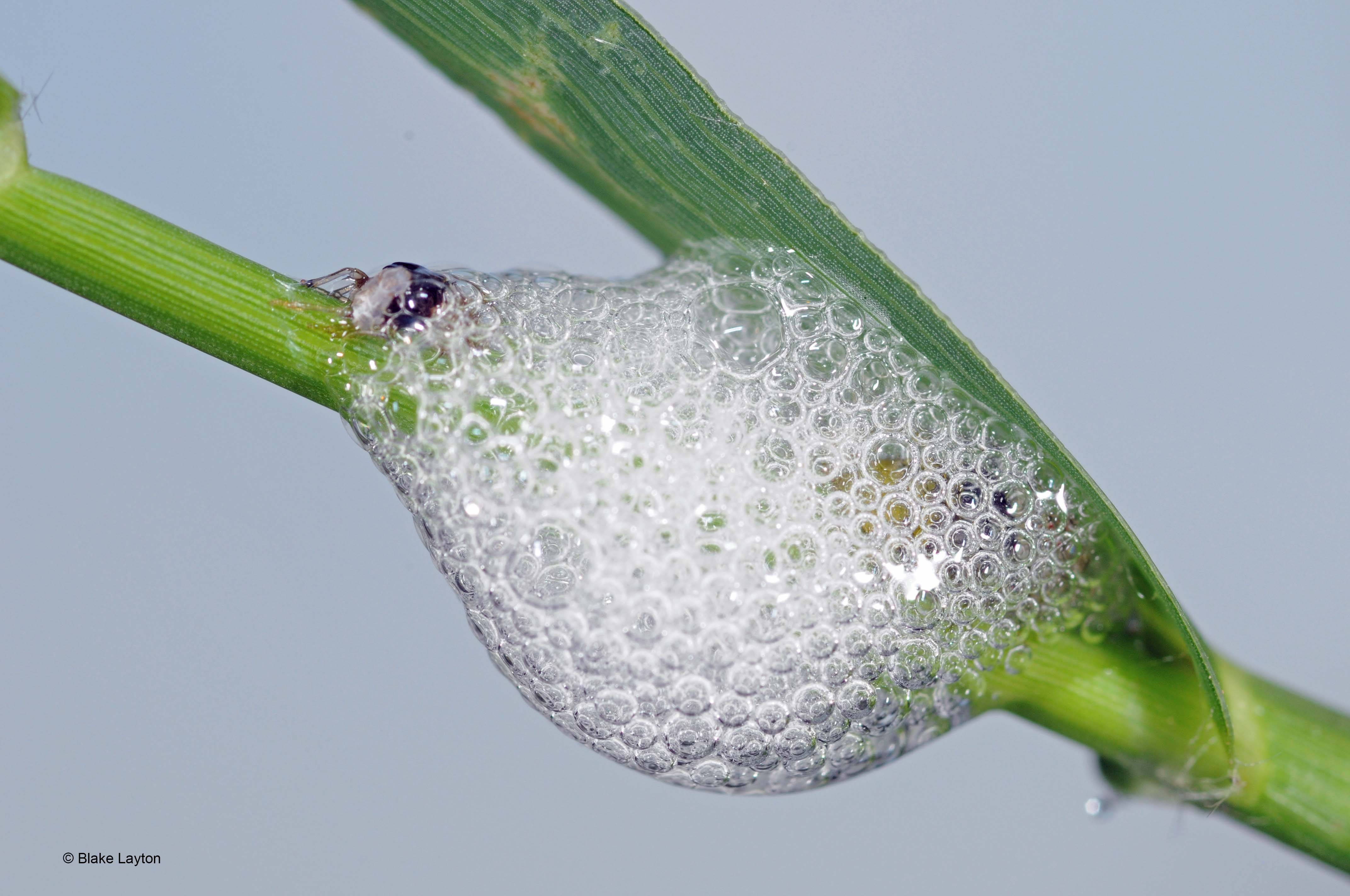 a spittle-like mass of bubbles with an insect inside